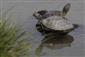 Trachemys scripta
