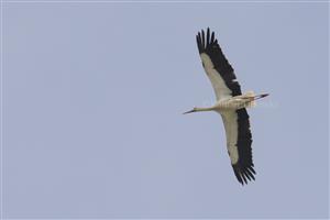 Ciconia ciconia