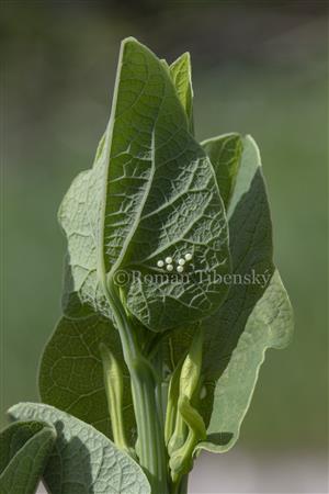 Zerynthia polyxena