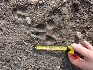 stopa Canis lupus