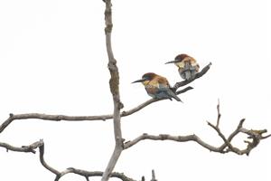 Merops apiaster