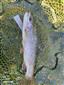 Oncorhynchus mykiss (Jordan, 1892)