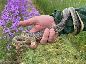 Zamenis longissimus
