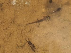 Neresfeld salamandra