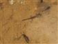 Neresfeld salamandra