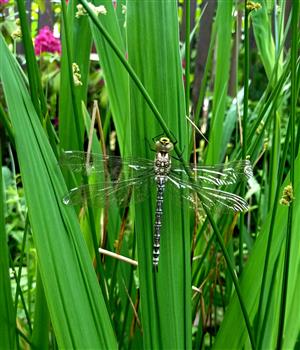 Aeshna cyanea