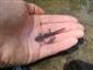 Salamandra škvrnitá 