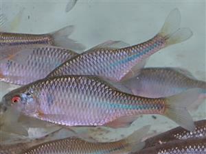 Rhodeus amarus