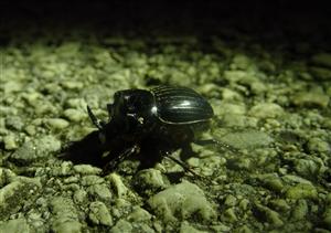 Copris lunaris