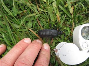 Meloe cicatricossus