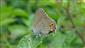 Satyrium acaciae (Fabricius, 1787)