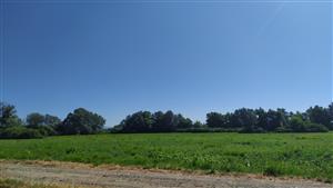 plocha výskytu III.