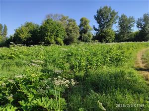 plocha výskytu III.