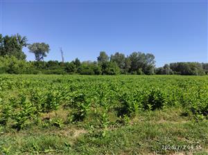 plocha výskytu III.