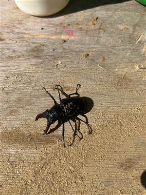 Lucanus cervus