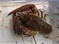 Astacus astacus