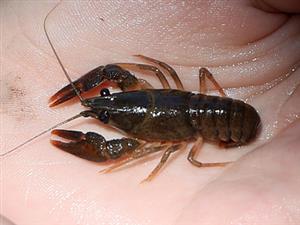 Astacus astacus