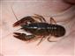 Astacus astacus