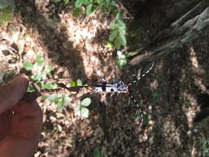 Rosalia alpina 