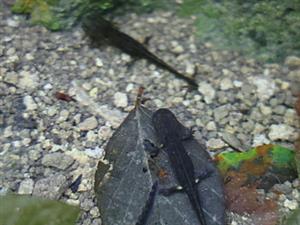 Salamandra salamandra