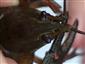 Astacus astacus