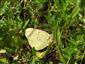 Colias myrmidone ♀