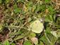 Colias myrmidone ♀