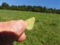 Colias myrmidone ♂