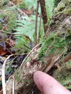 Pseudogaurotina excellens - kukliaca komôrka