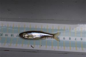 Ovsienka striebristá