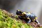 Salamandra škvrnitá 