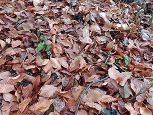 Salamandra salamadra