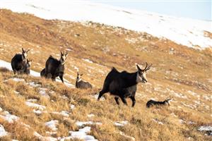 Kamzík vrchovský tatranský 