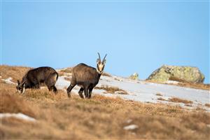 Kamzík vrchovský tatranský