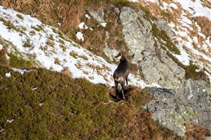 Kamzík vrchovský tatranský