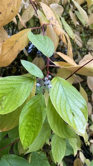 Cornus alba