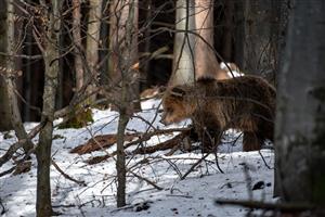 Medveď hnedý 