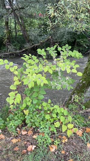 Fallopia japonica 