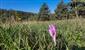 Colchicum autumnale