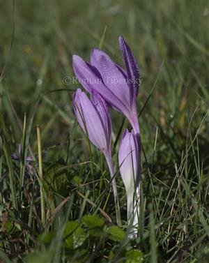 Colchicum autumnale
