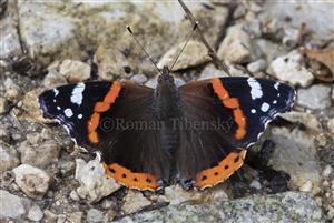 Vanessa atalanta