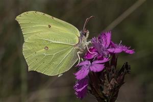 Gonepteryx rhamni