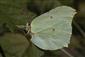 Gonepteryx rhamni