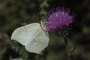 Gonepteryx rhamni