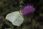 Gonepteryx rhamni