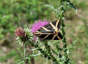Spriadač kostihojový
