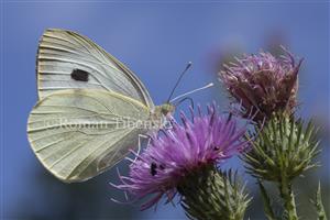 mlynárik kapustový