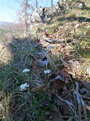 Thlaspi montanum v NPR Bradlo