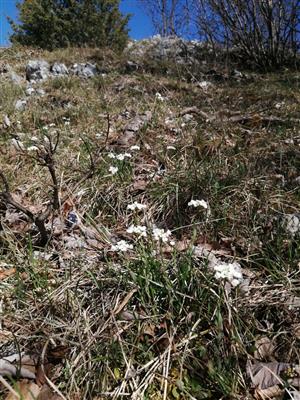 Thlaspi montanum v NPR Bradlo