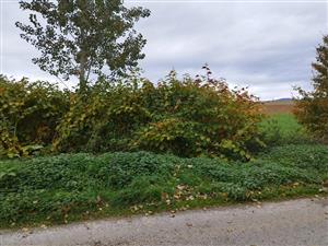 Radošina, Fallopia x bohemica, výskyt na lokalite.